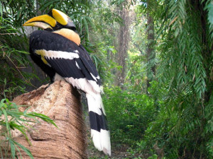 Kumarakom-Bird-Sanctuary