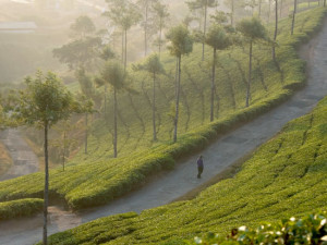 Munnar-Tea-Plantation