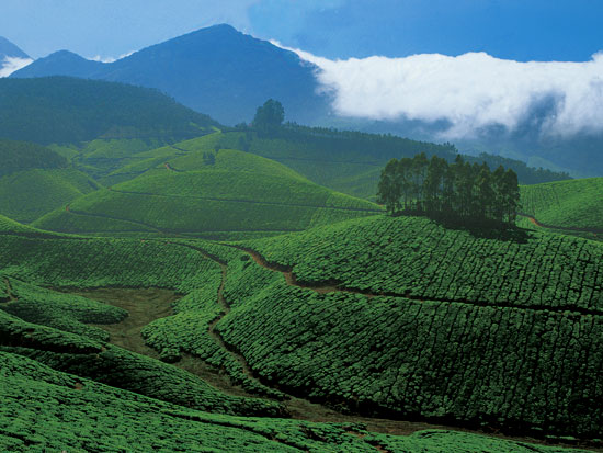 Munnar Tea Plantations