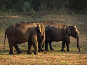 Thekkady-Elephants